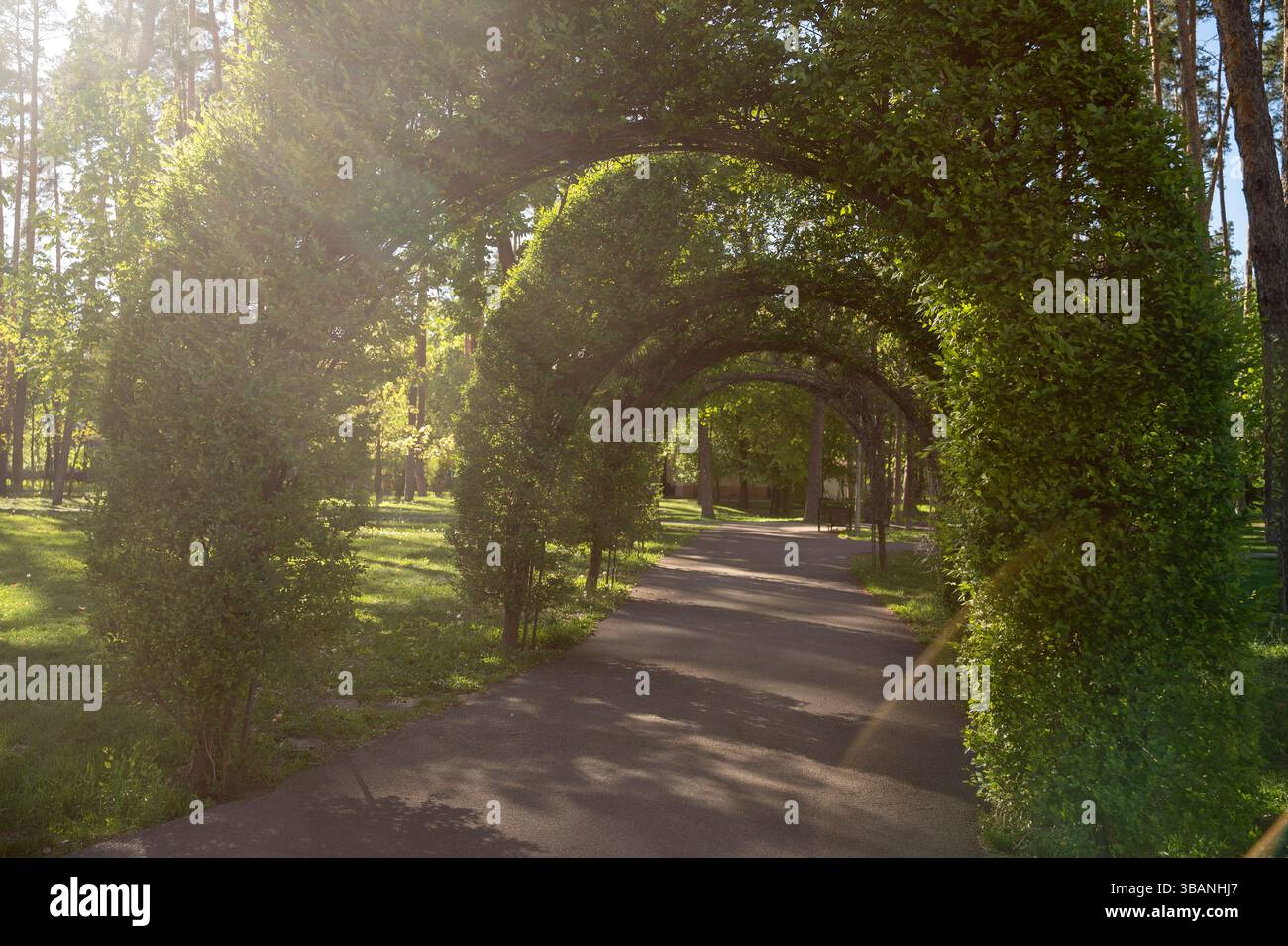 Die Sonnenstrahlen erleuchten den malerischen Bogen aus Grün, Pfad und Bäumen im Stadtpark Stockfoto