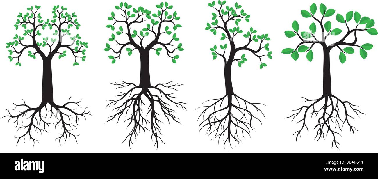 Stellen Sie grüne Bäume auf weißen Hintergrund. Stock Vektor