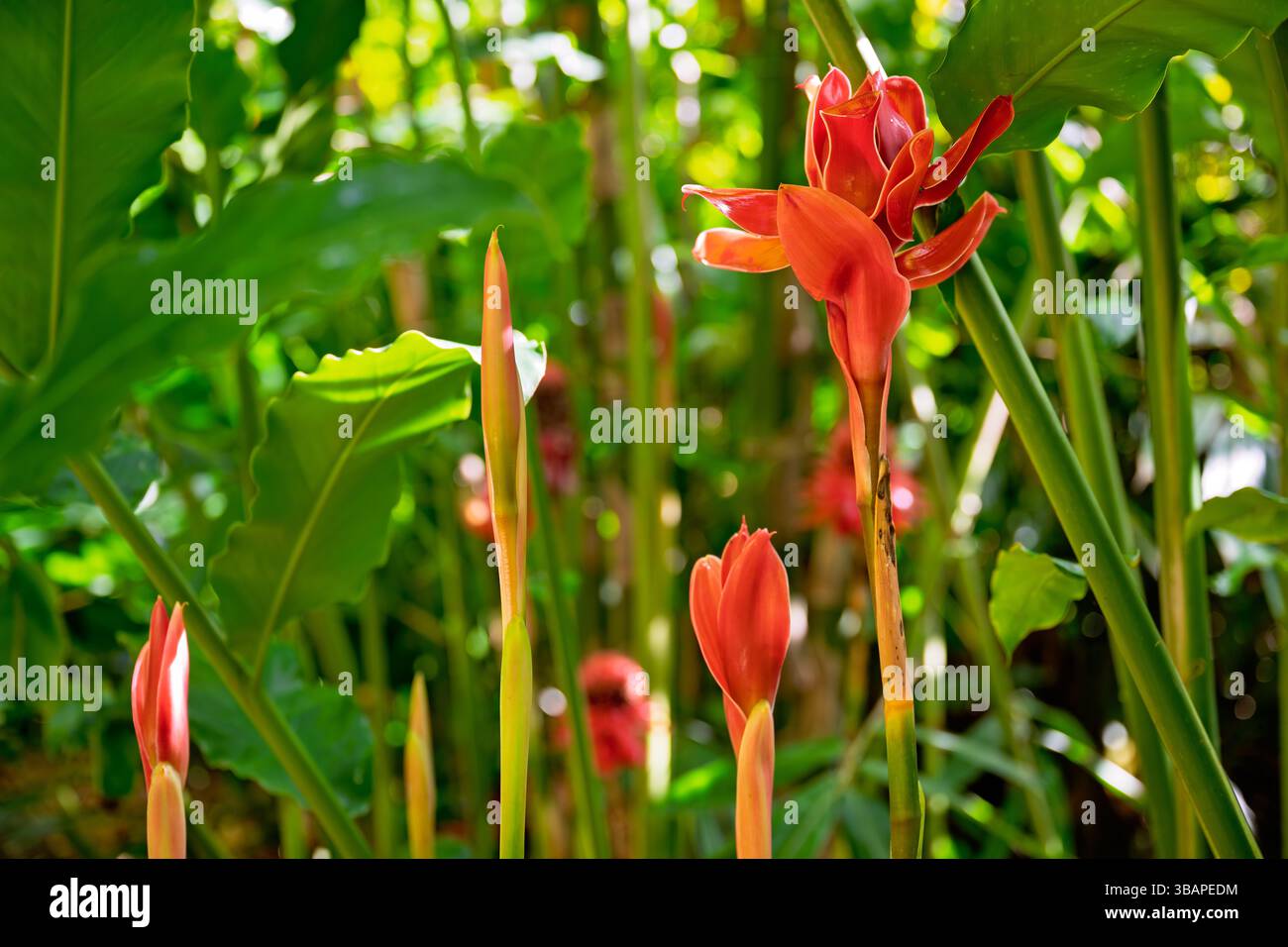Etlingera elatior, Taschenlampe Ingwer, exotische tropische Regenwaldpflanze, grün orange rot, Gartendesign Stockfoto