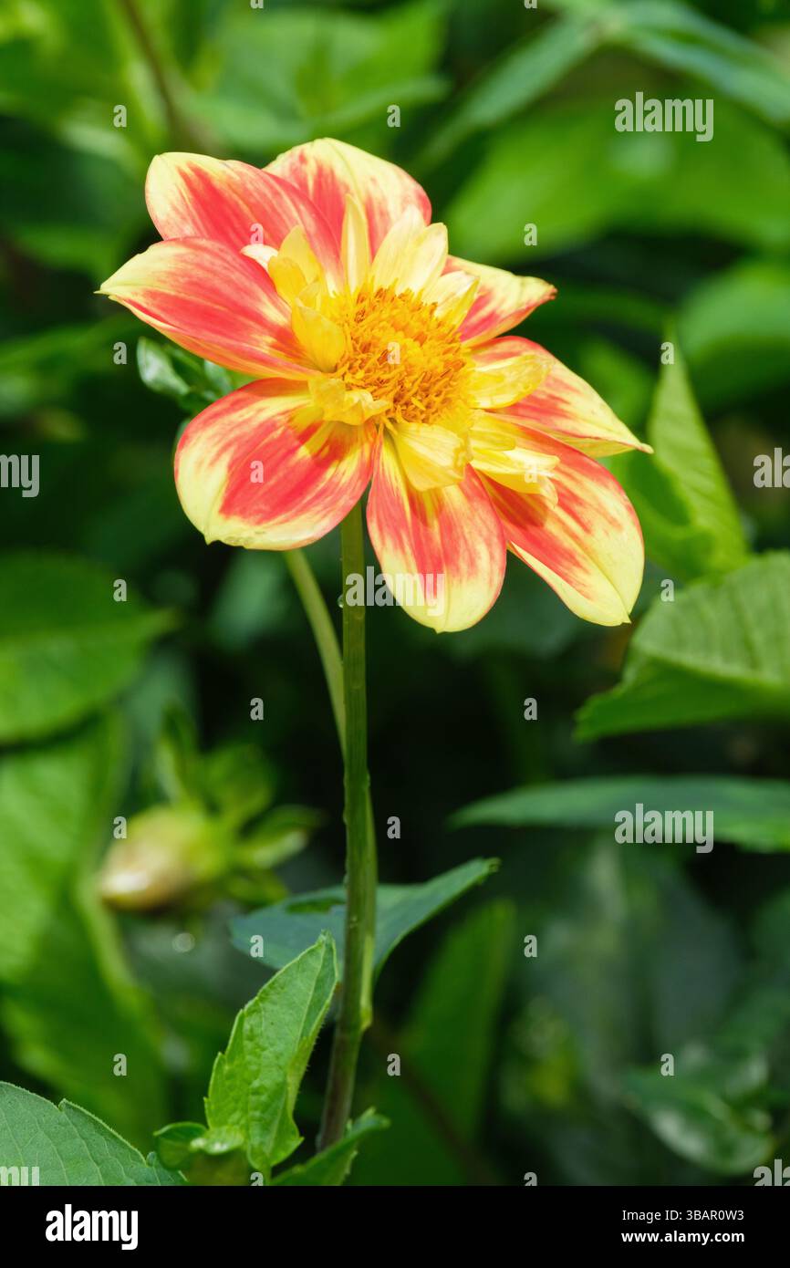 Dahlia Pooh - Schwaneninsel, Dahlia Pooh, orange äußere Blütenblätter mit variabel gelben Spitzen, gelbe mittlere Scheibe und Kragen. Collarette Stockfoto
