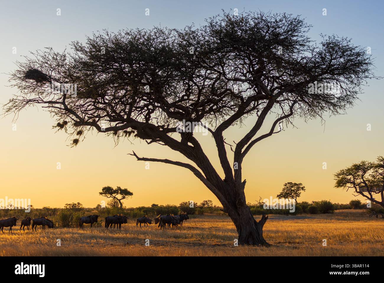 Gnus-Herde, Die Unter Dem Baum Ruht - Hwange-Nationalpark, Simbabwe Stockfoto