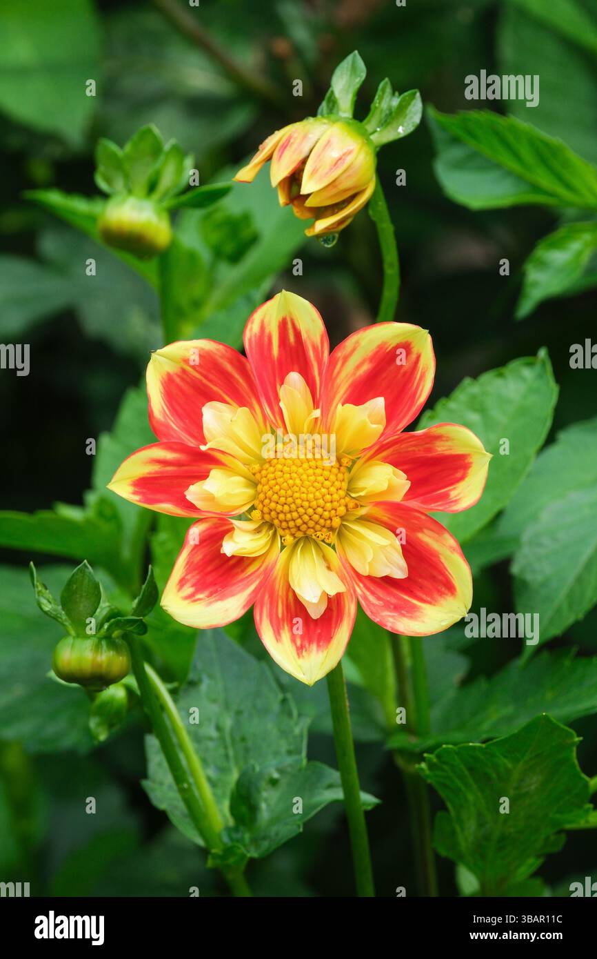 Dahlia Pooh - Schwaneninsel, Dahlia Pooh, orange äußere Blütenblätter mit variabel gelben Spitzen, gelbe mittlere Scheibe und Kragen. Collarette Stockfoto