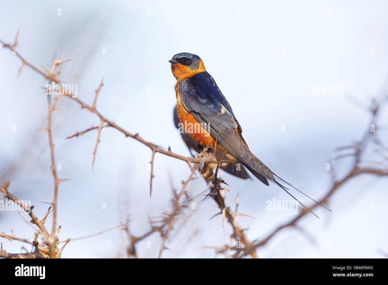 Rotbrust Schwalbe (Hirundo semirufa), Tiere, Vögel, Schwalben, Barsch, Mkuze Game Reserve, Mkuze, KwaZulu-Natal, Südafrika, Afrika Stockfoto