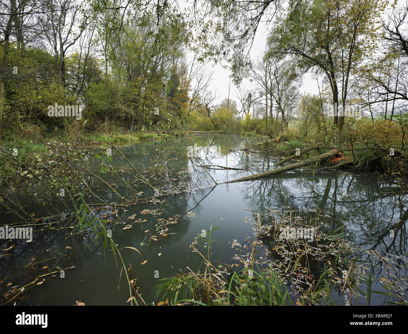 Von Bibern geschlagene Bäume in Weiher, Auw, Freiamt, Kanton Aargau, Schweiz, Europa Stockfoto