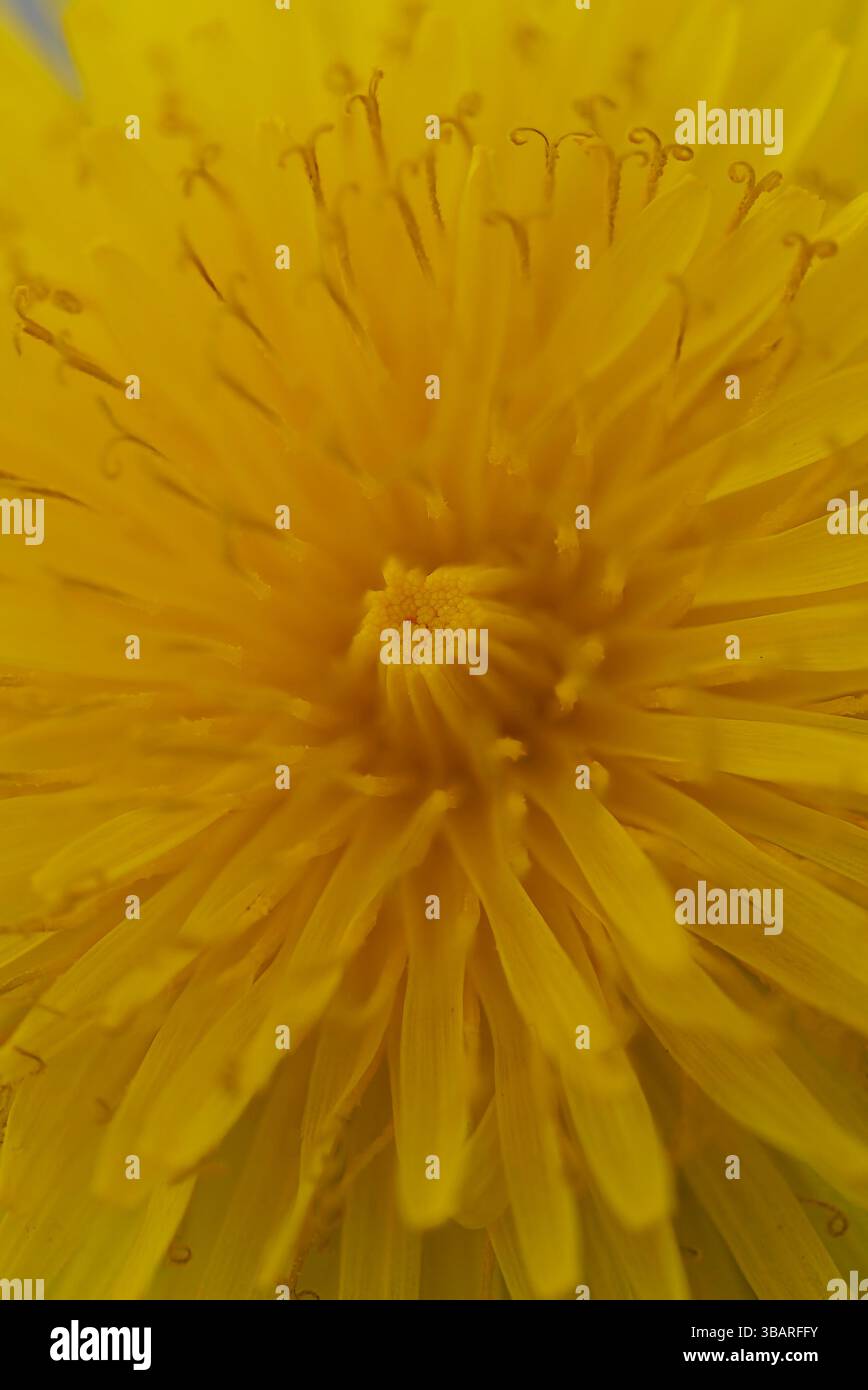 Nahaufnahme von Löwenzahn Blume Stockfoto