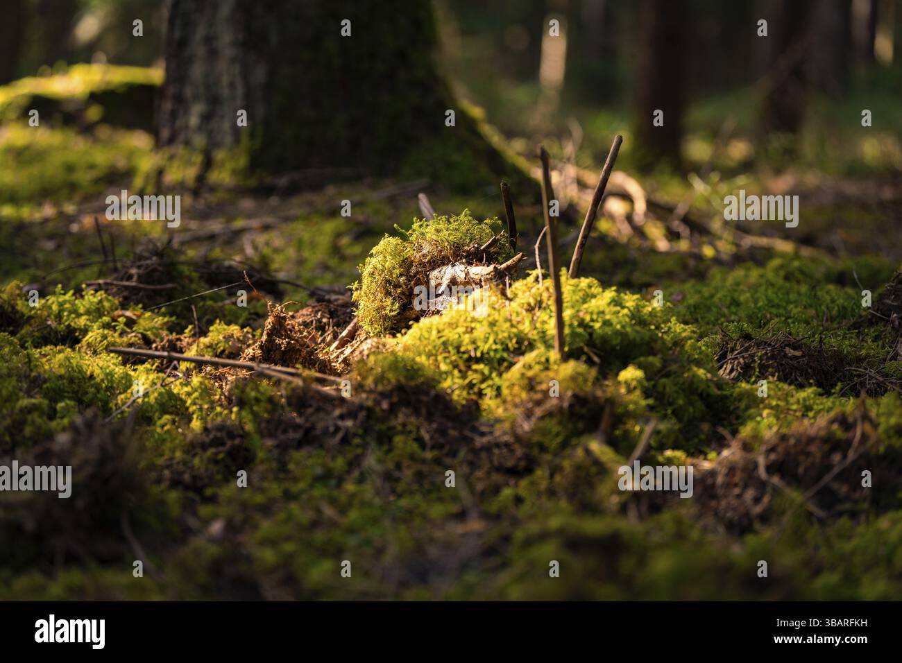 Bemooster Waldboden im Sonnenlicht, schafft eine ruhige und friedliche Atmosphäre, Gechingen, Bezirk Calw, Deutschland, Europa Stockfoto