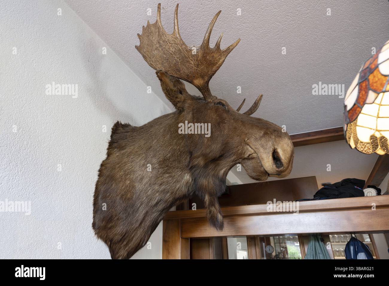Gefüllter Elchkopf, Taxidermie, in einem Pub, Bayern, Deutschland, Europa Stockfoto