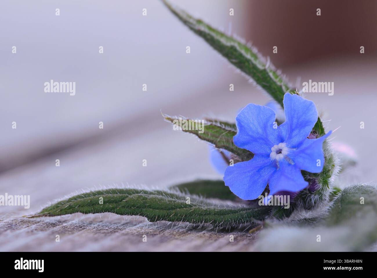 Nahaufnahme des grünen Alkanets Stockfoto