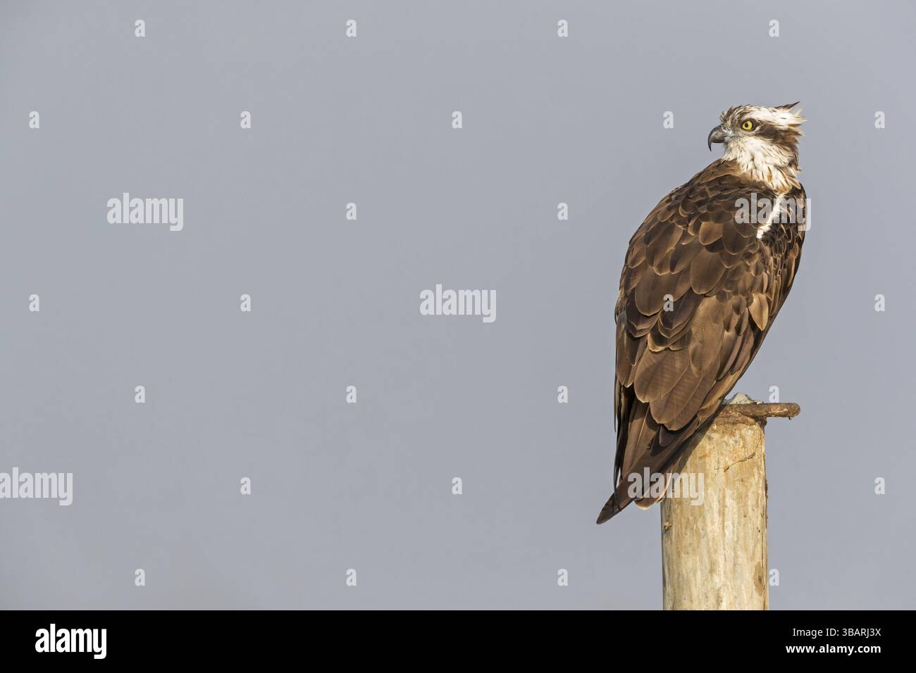 Osprey, Adler, Raubvogel (Pandion haliaetus), Raubvogelfamilie, Barsch, Baum, Israel, Asien Stockfoto