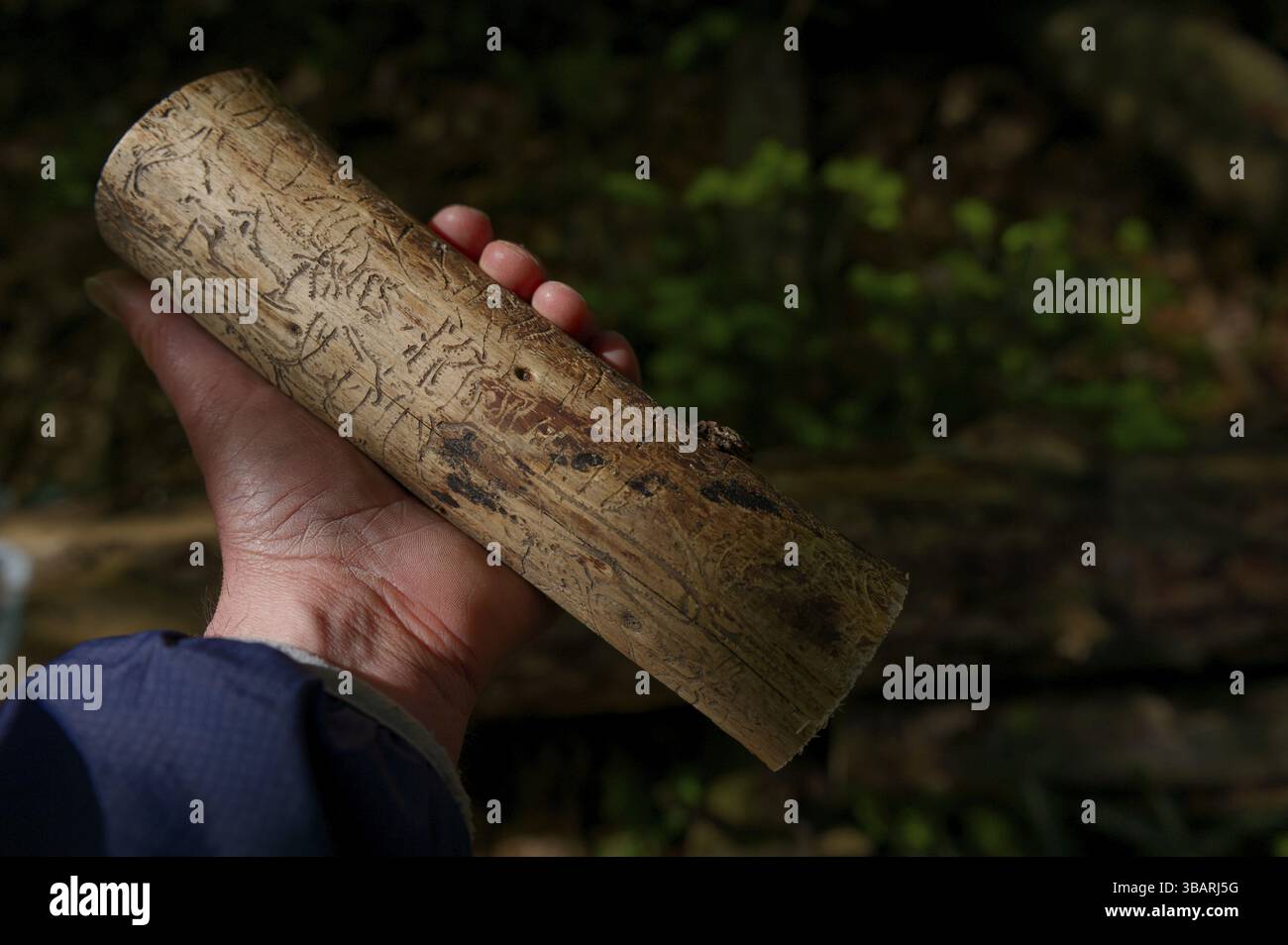 Fütterung von Kupferkäfer, Rindenkäfer, Käferbefall, Naturkatastrophen, Baumsterblichkeit, Waldrückgang, Klimawandel, Klimaauswirkungen, Schwäbisch-Fran Stockfoto