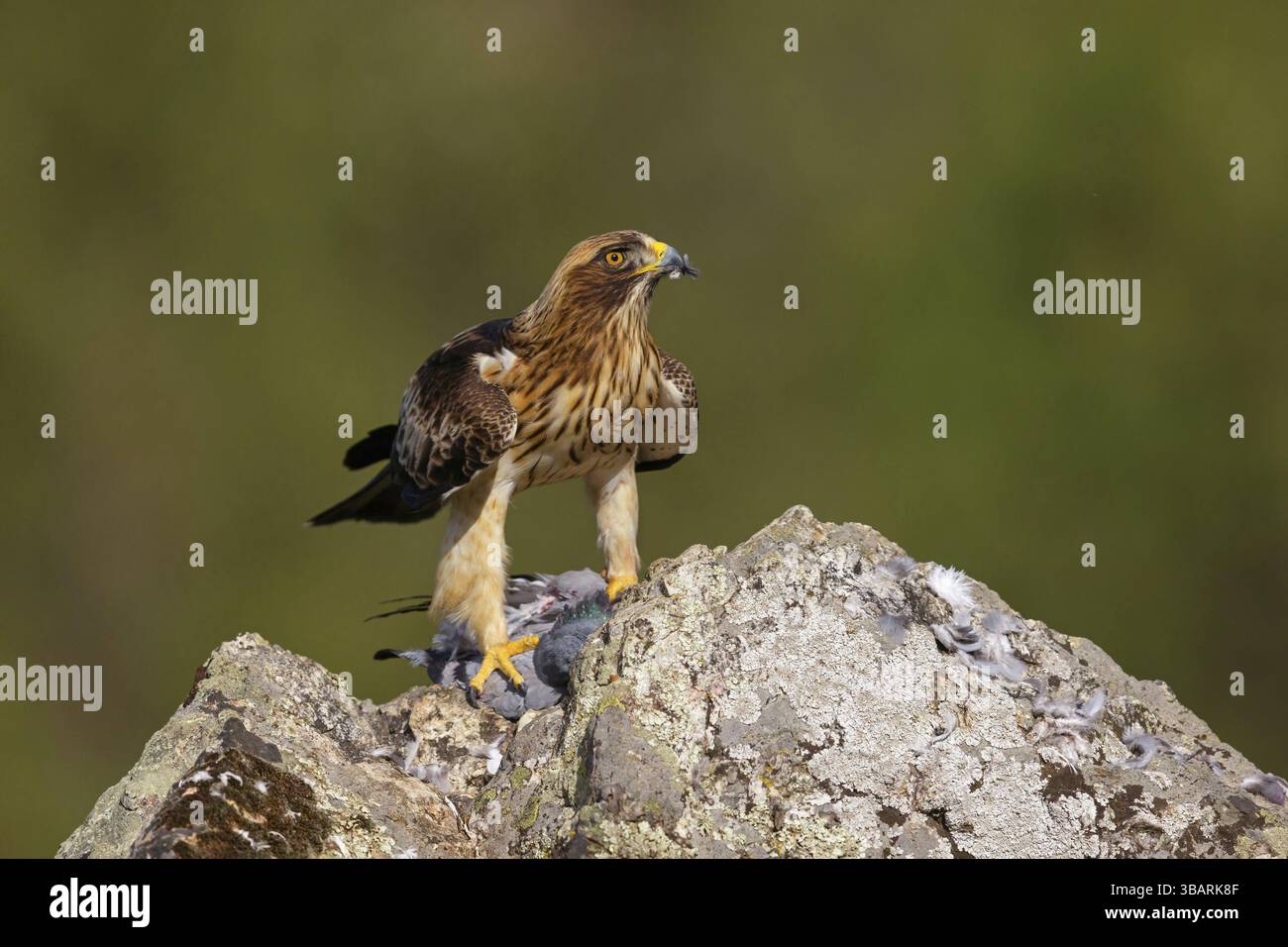 Stiefeladler (Hieraaetus pennatu), Adler, Raubvogel, Falkenfamilie, Tiere, Vögel, Barsche auf Felsen, Barsche, Vogelbeobachtung Villuercas, Canamero, Extr Stockfoto