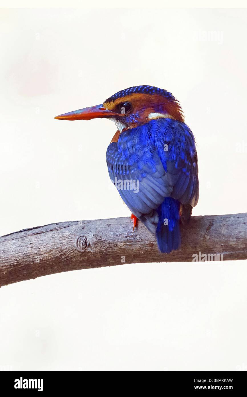 Braunköpfiger Eisvogel, (Ispidia leconte), (Ceyx lecontei), Myioceyx lecontei, Familie eisvogel, Tiere, Vogel, eisvogel, Farasutu-Foto-Versteck, FAR Stockfoto