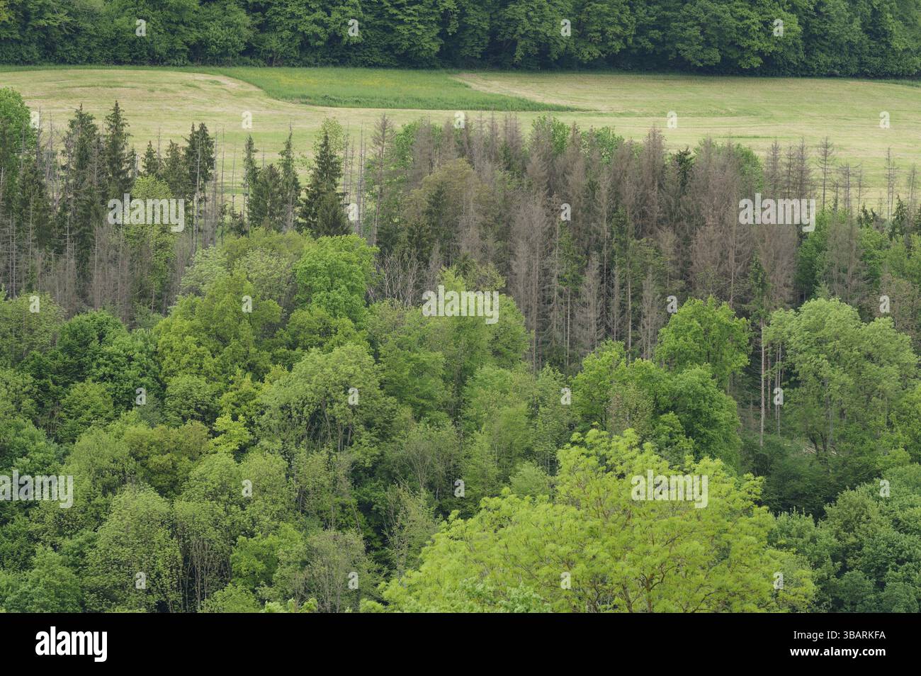 Walddieback im Kocher Tal bei Braunsbach, Vergänglichkeit, natürliche Regeneration, Klimawandel, Fichtendieback, Fichte, Wald, Klimaauswirkungen Stockfoto
