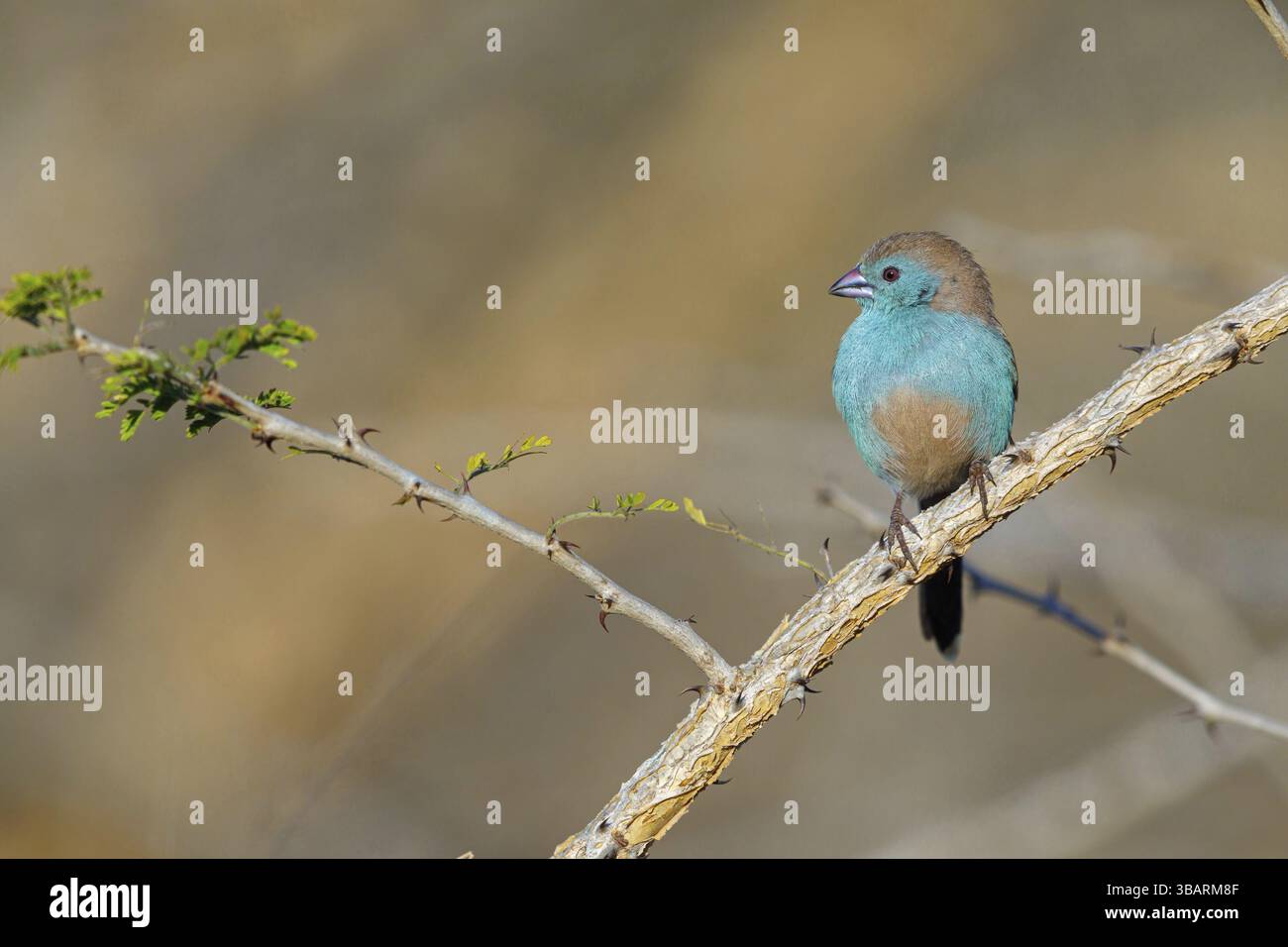 Blaues Astrild (Uraeginthus angolensis), Tiere, Vögel, Astrild, Barsch, Biotope, Habitat, Afrika, Mkuze Game Reserve, Mkuze, KwaZulu-Natal, Süd-Afri Stockfoto