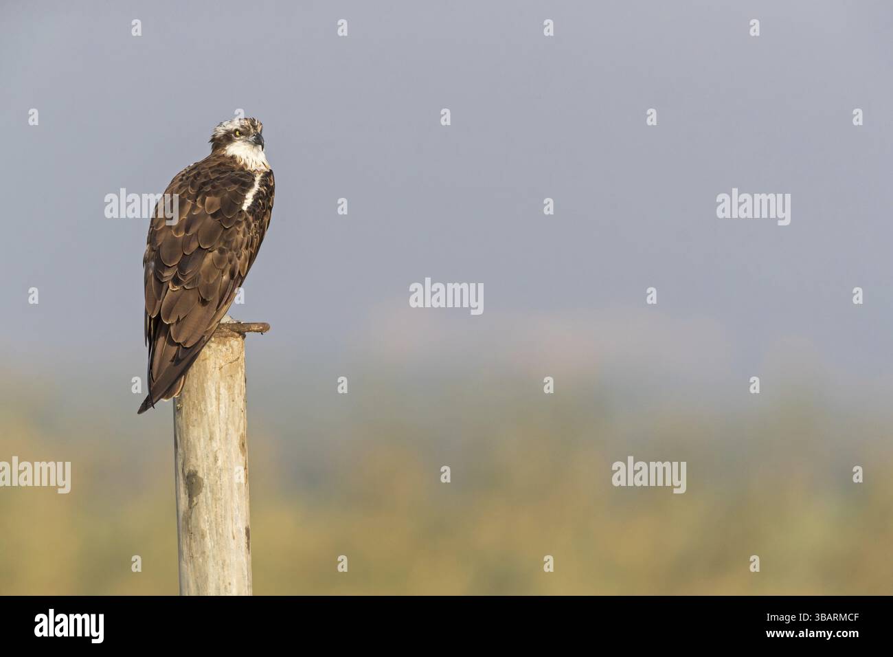 Osprey, Adler, Raubvogel (Pandion haliaetus), Raubvogelfamilie, Barsch, Baum, Israel, Asien Stockfoto