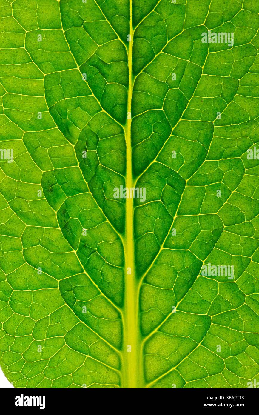 Beinwell-Blattdetail aus nächster Nähe Stockfoto