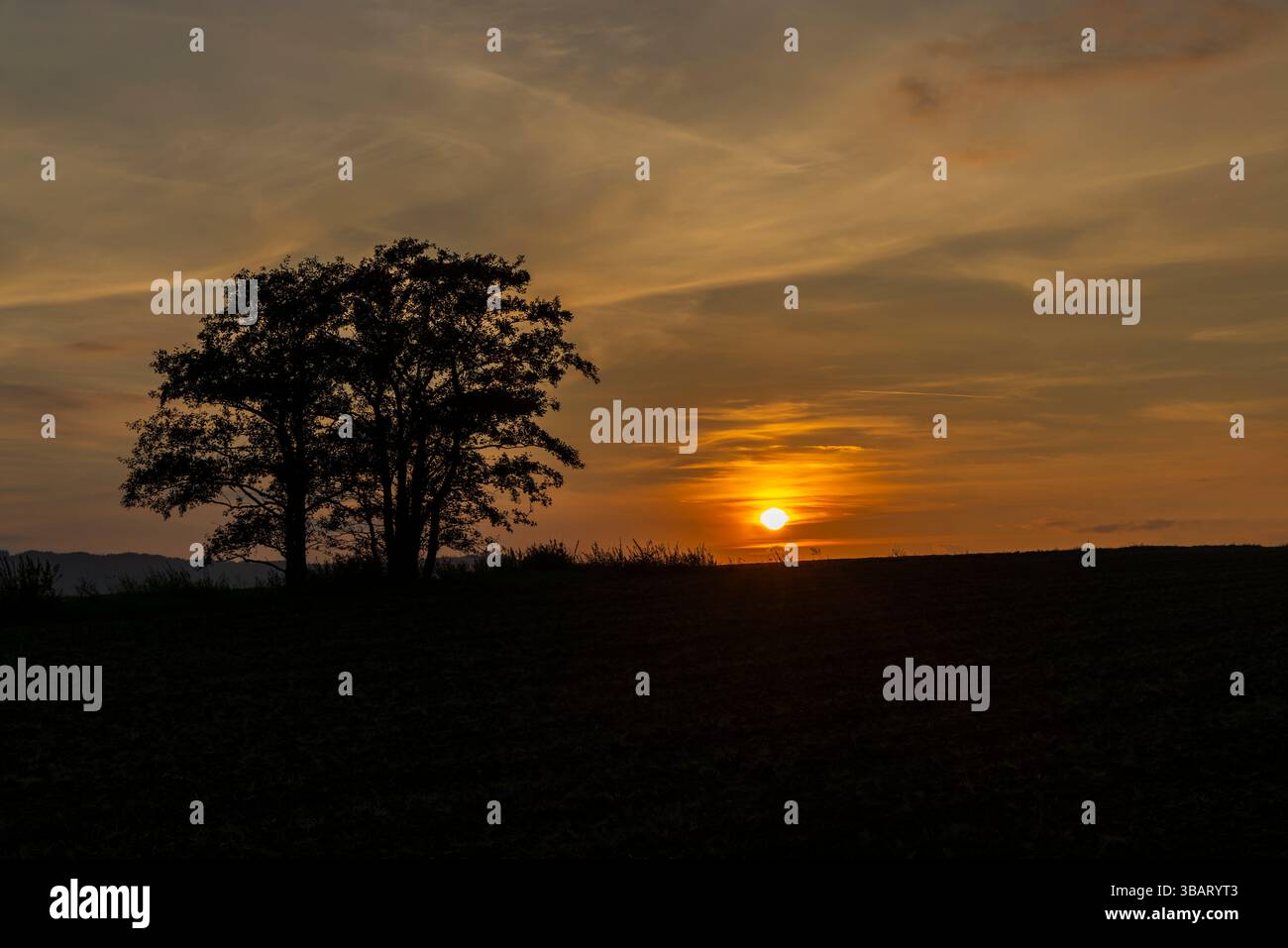 Wunderschöner orangefarbener Sonnenuntergang, der ein Feld mit Baumsilhouette in der Dämmerung beleuchtet Stockfoto