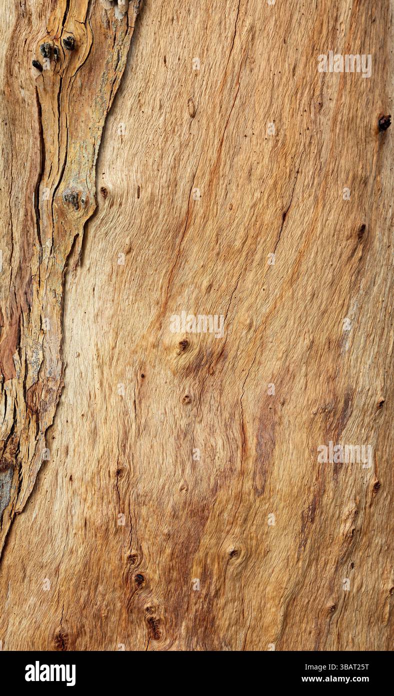 Die strukturierte Rinde eines Eukalyptusbaums zeigt die Kunstfertigkeit der Natur und schafft eine faszinierende Kulisse Stockfoto