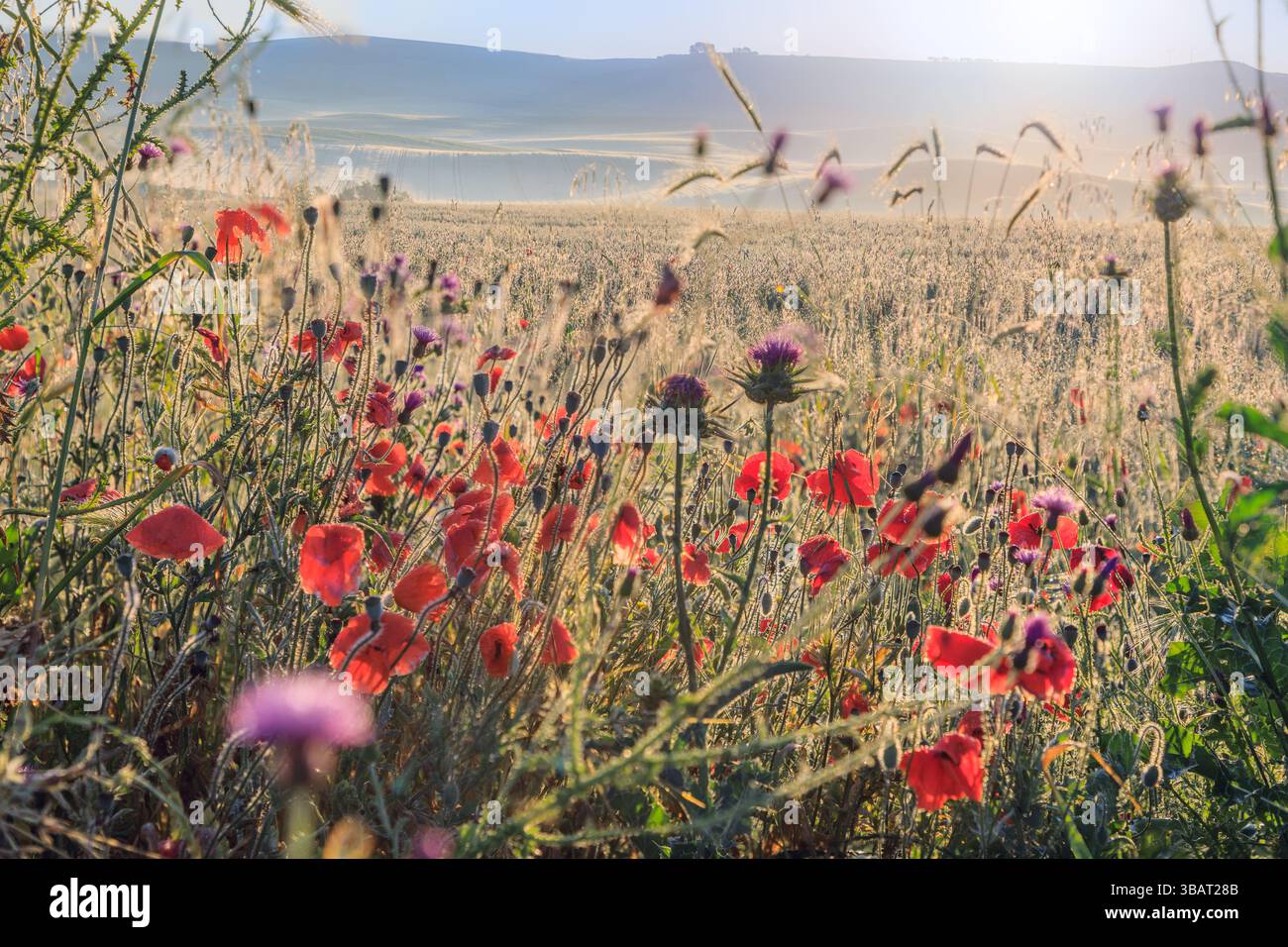 Hügelige Landschaft mit wilden Blumen am frühen Morgen in Apulien, Italien. Stockfoto