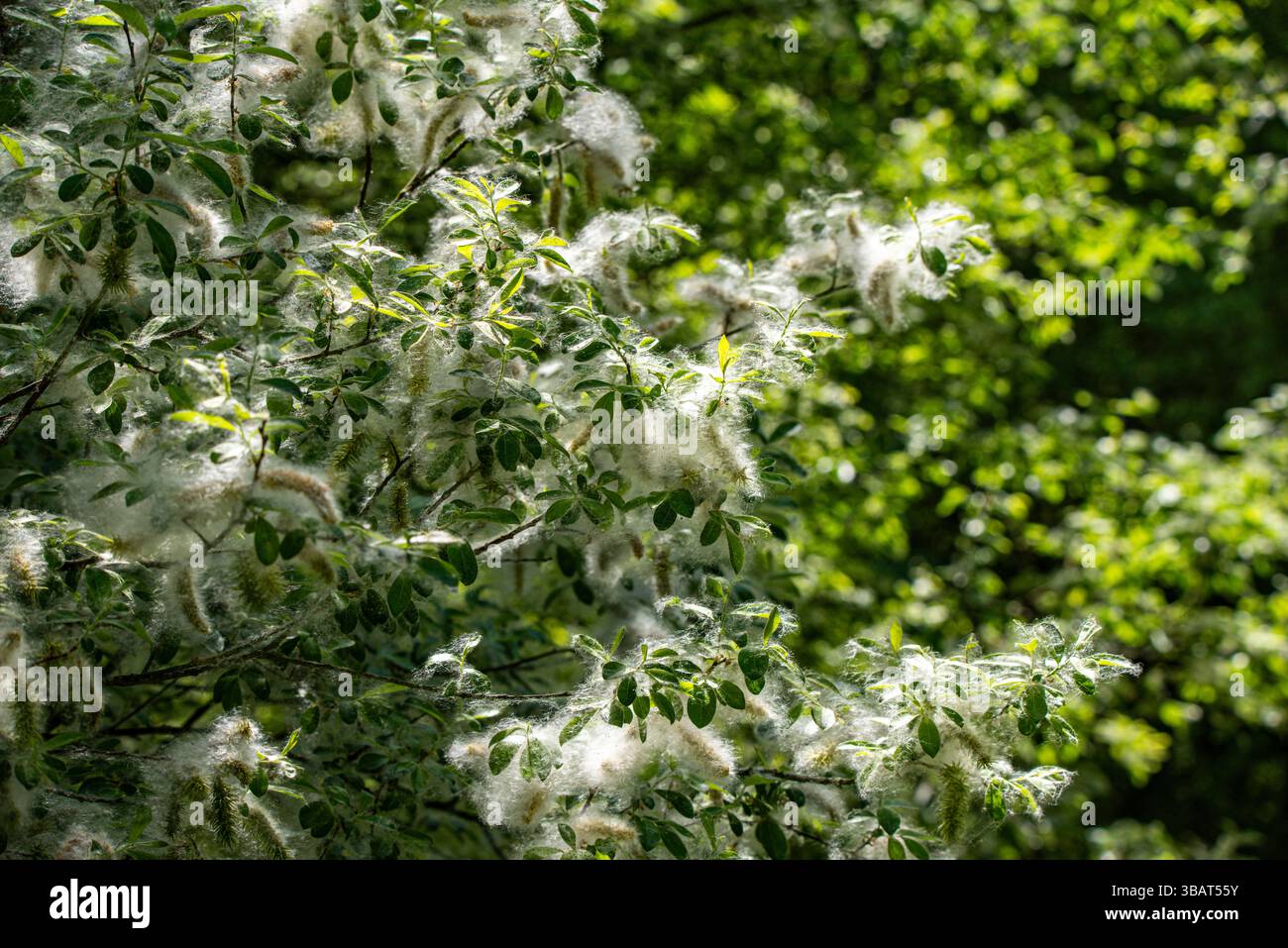 Waldrezidivierende Fraktale. Stockfoto