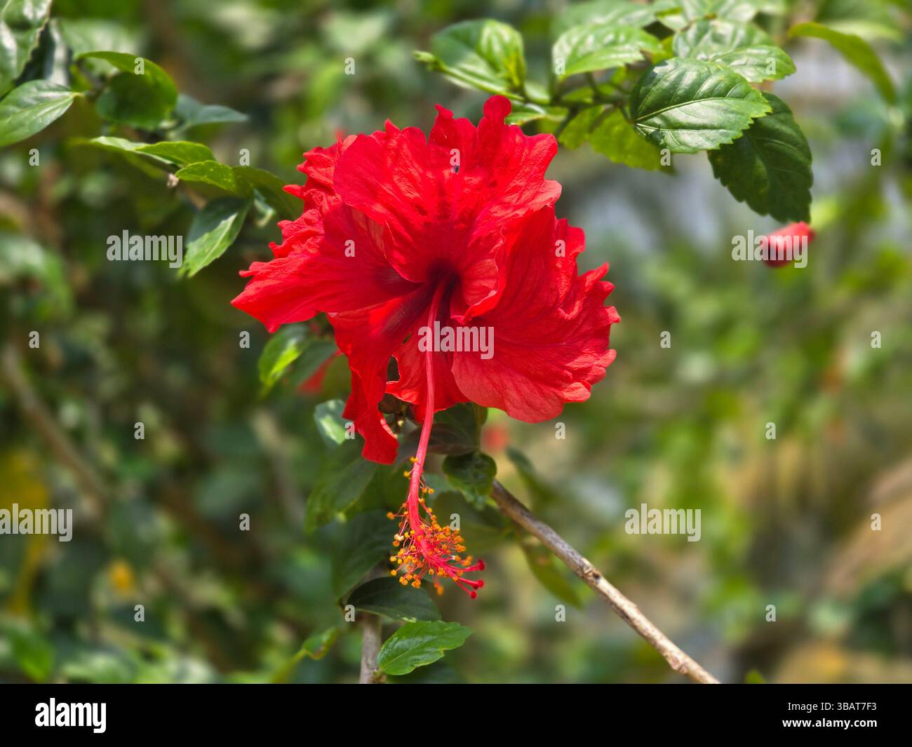 Eine lebendige Nahaufnahme einer scharlachroten Hibiskusblüte mit markanten Stamen und Pistil - Smartphone-aufgenommenes Stockfoto