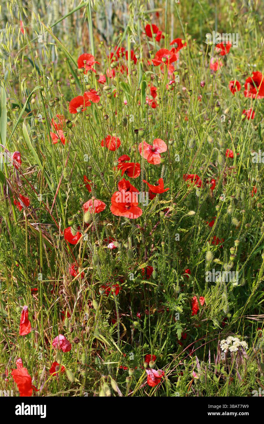 Mohn, Mohn, Maisrose, Feldmohn, Flandernmohn, Rotmohn oder Odai, Papaver rhoeas, Papaveraceae. UK. Stockfoto