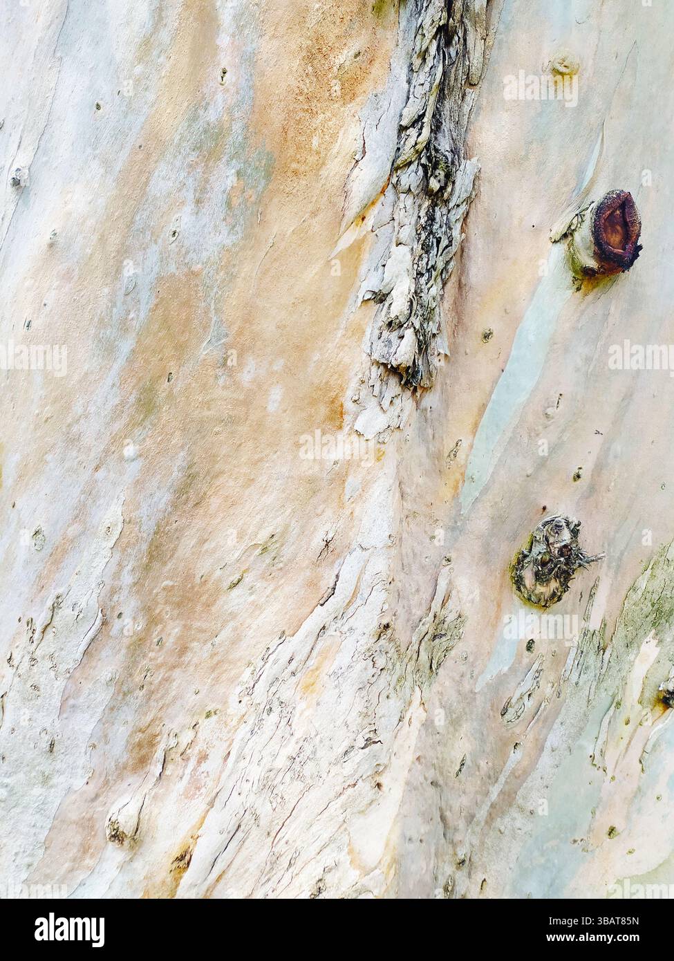 Atemberaubende Nahaufnahme der Baumrinde, die die Natur mit komplizierten Texturen und beruhigenden Pastelltönen zeigt. Perfekt für Konstruktionsprojekte, bei denen ein natürliches, organisches Material erforderlich ist Stockfoto