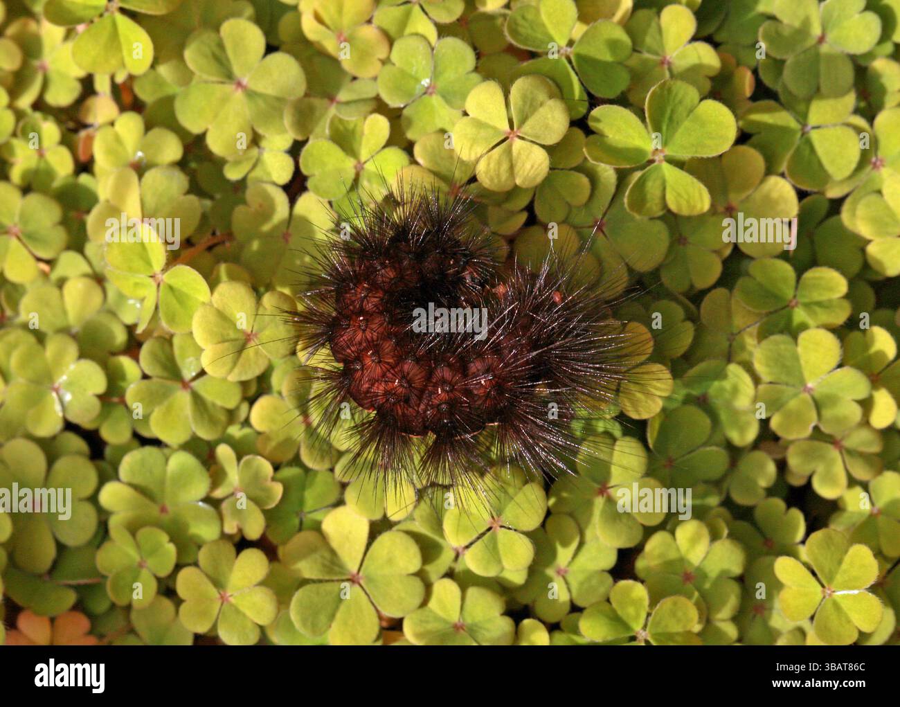 Weiße Ermine Motte Raupe, Spilosoma ölucipeda (Spilosoma menthastri), Erebidae (früher Arctiidae). UK. Stockfoto