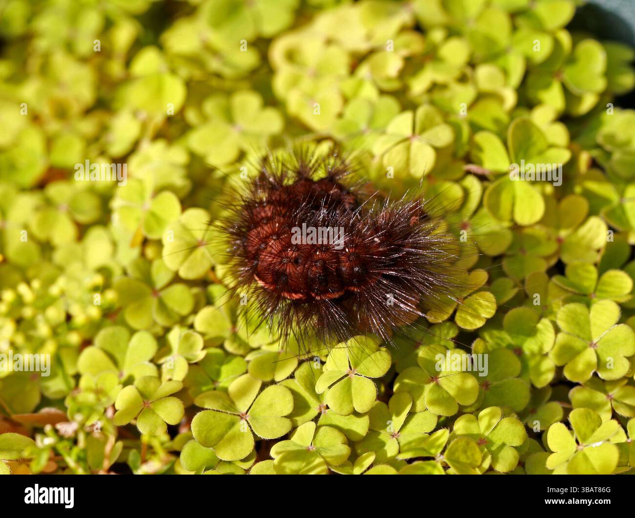 Weiße Ermine Motte Raupe, Spilosoma ölucipeda (Spilosoma menthastri), Erebidae (früher Arctiidae). UK. Stockfoto