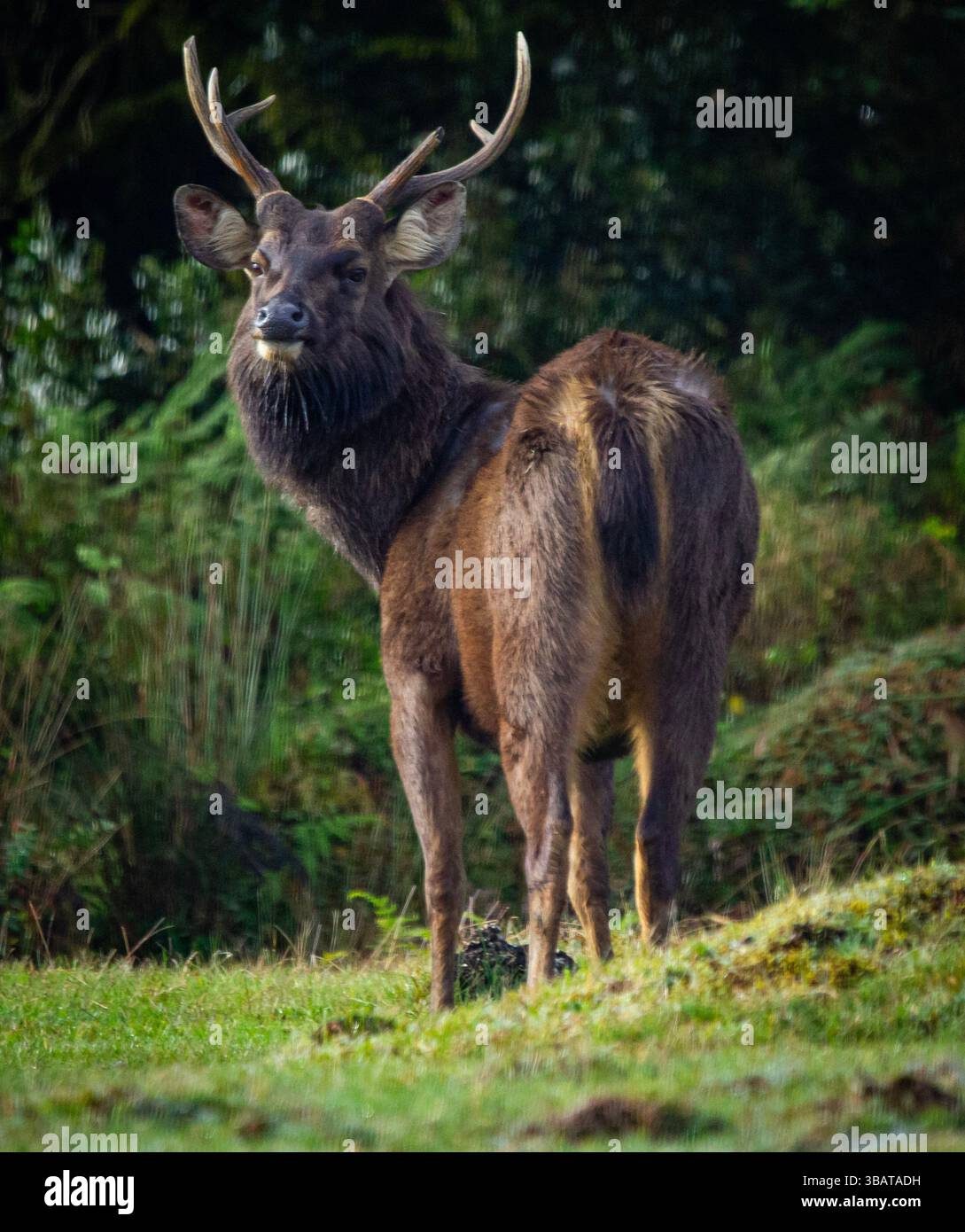 Der Sri-lankische Sambar-Hirsch (Rusa unicolor unicolor) wurde im Horton Plains National Park in Sri Lanka gefangen. Stockfoto