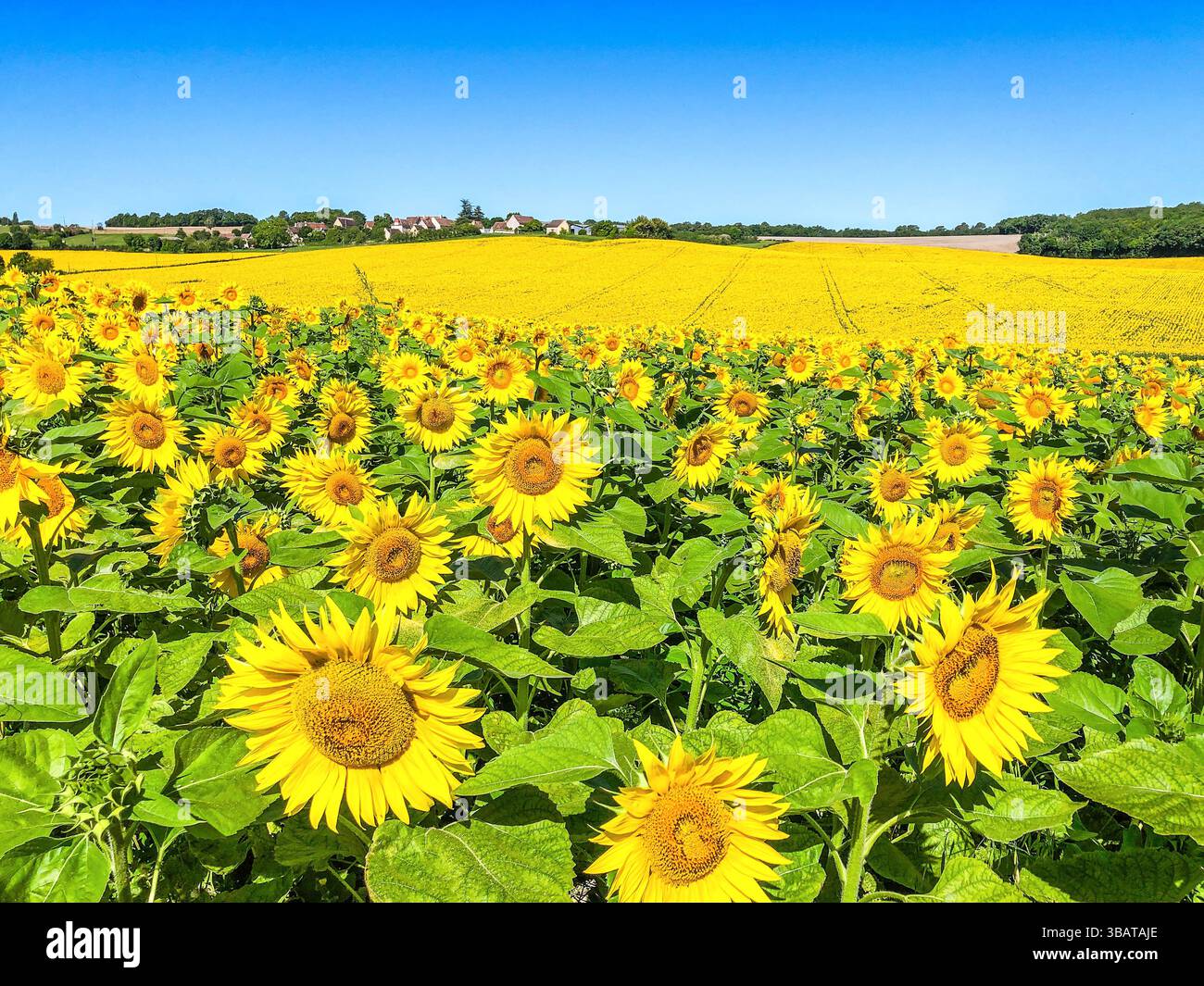 Sonnenblumenfeld - Zentralfrankreich. Stockfoto