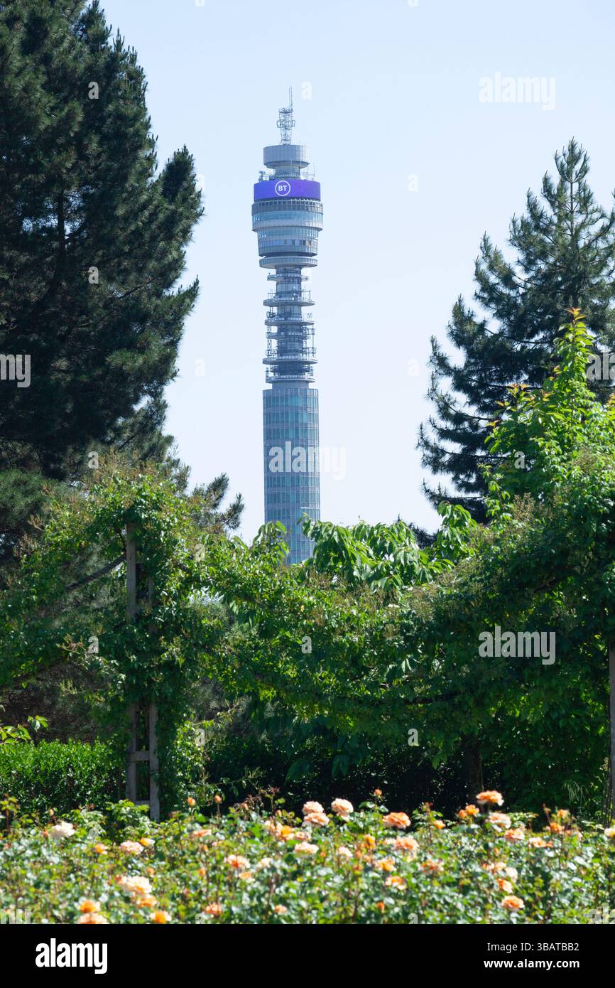 Wetter in Großbritannien, 13. Mai 2025: Im Regent's Park, London, sind einige Rosenarten bereits geöffnet und die Menschen haben einen Blick auf den entfernten Telecom Tower. Nach den gestrigen Gewittern vor Ort sieht sich das Vereinigte Königreich einer lang anhaltenden Trockenperiode gegenüber, die zu Bedenken hinsichtlich der Wasserversorgung und einer möglichen Dürre im Sommer führt. Anna Watson/Alamy Live News Stockfoto