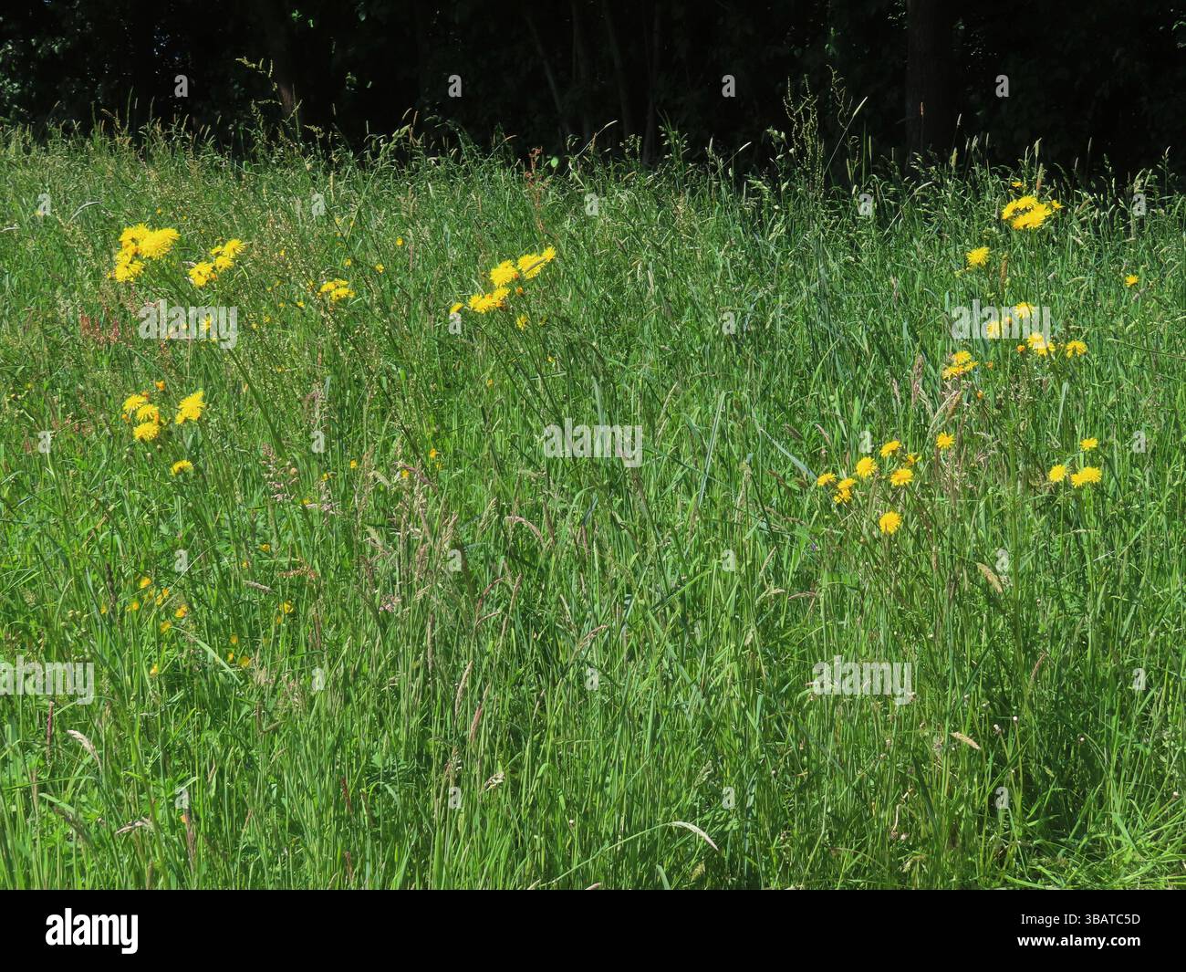 ...der Wiesen-Pippau erreicht eine stattliche Höhe in den Graswiesen... Wiesen-Pippau in Wiese *** die Wiesenpippau erreicht eine beeindruckende Höhe in den Graswiesen Wiesenpippau in Wiese Stockfoto