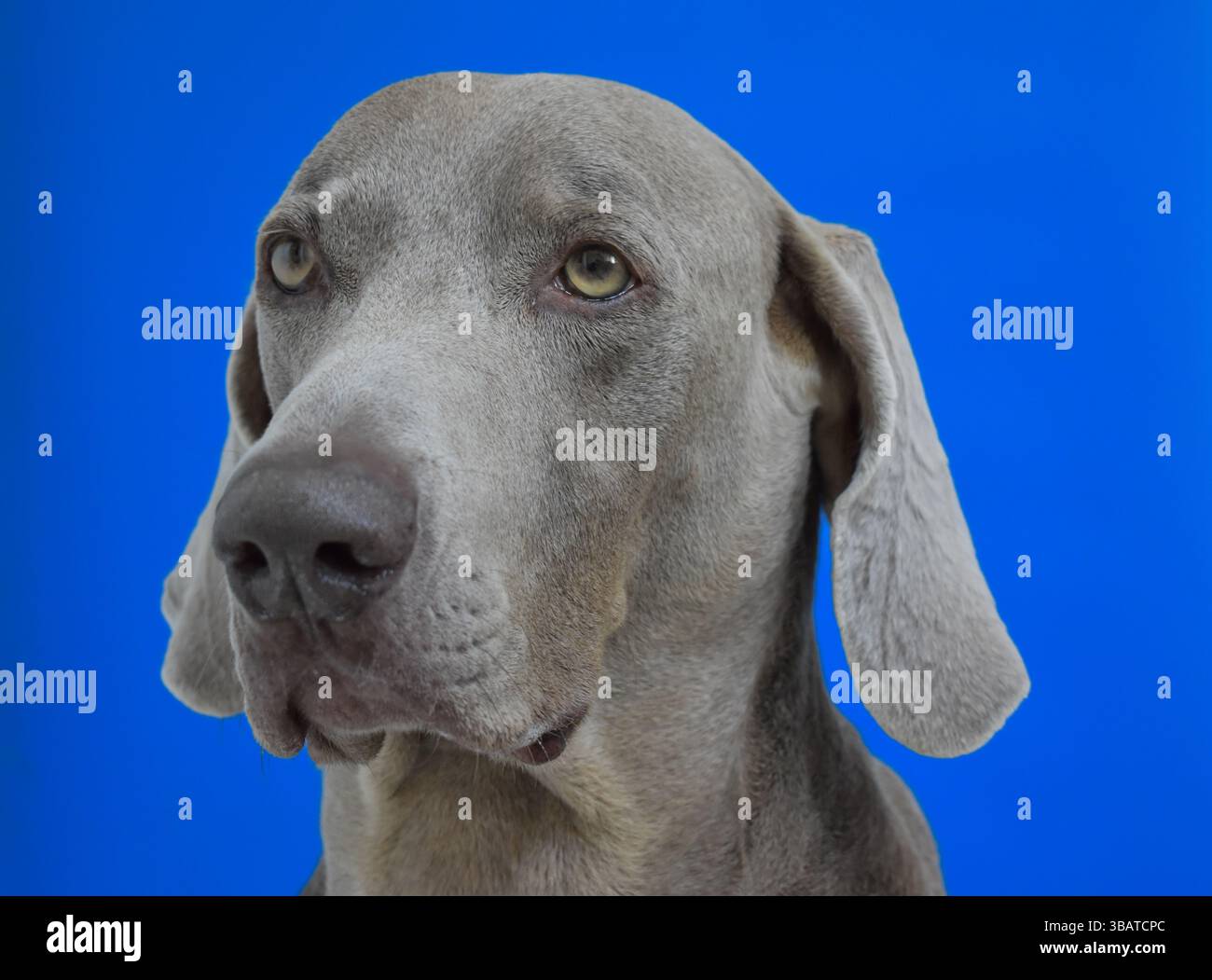 Weimaraner Hund Porträt Stockfoto