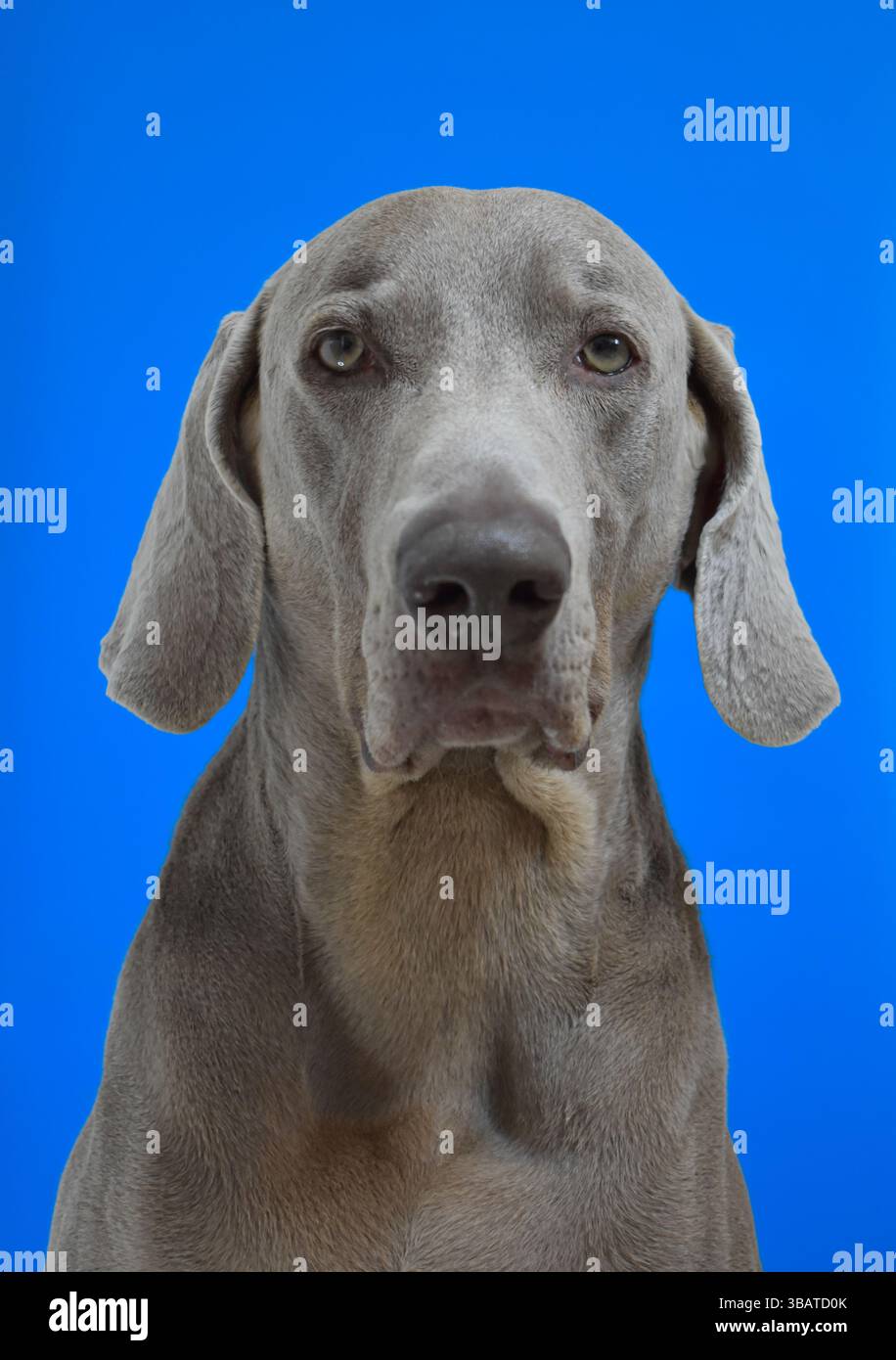 Weimaraner Hund Porträt Stockfoto