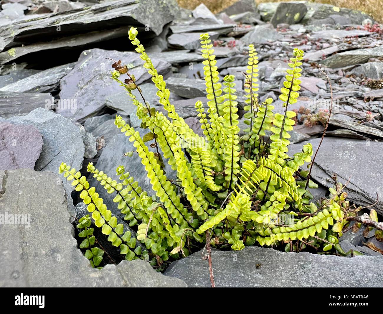 Hellgrüner Babyfarn wächst zwischen sich überlagernden Schieferfragmenten im Dinorwic Quarry, Llanberis, Nordwales, Großbritannien. - Smartphone-aufgenommenes Stockfoto