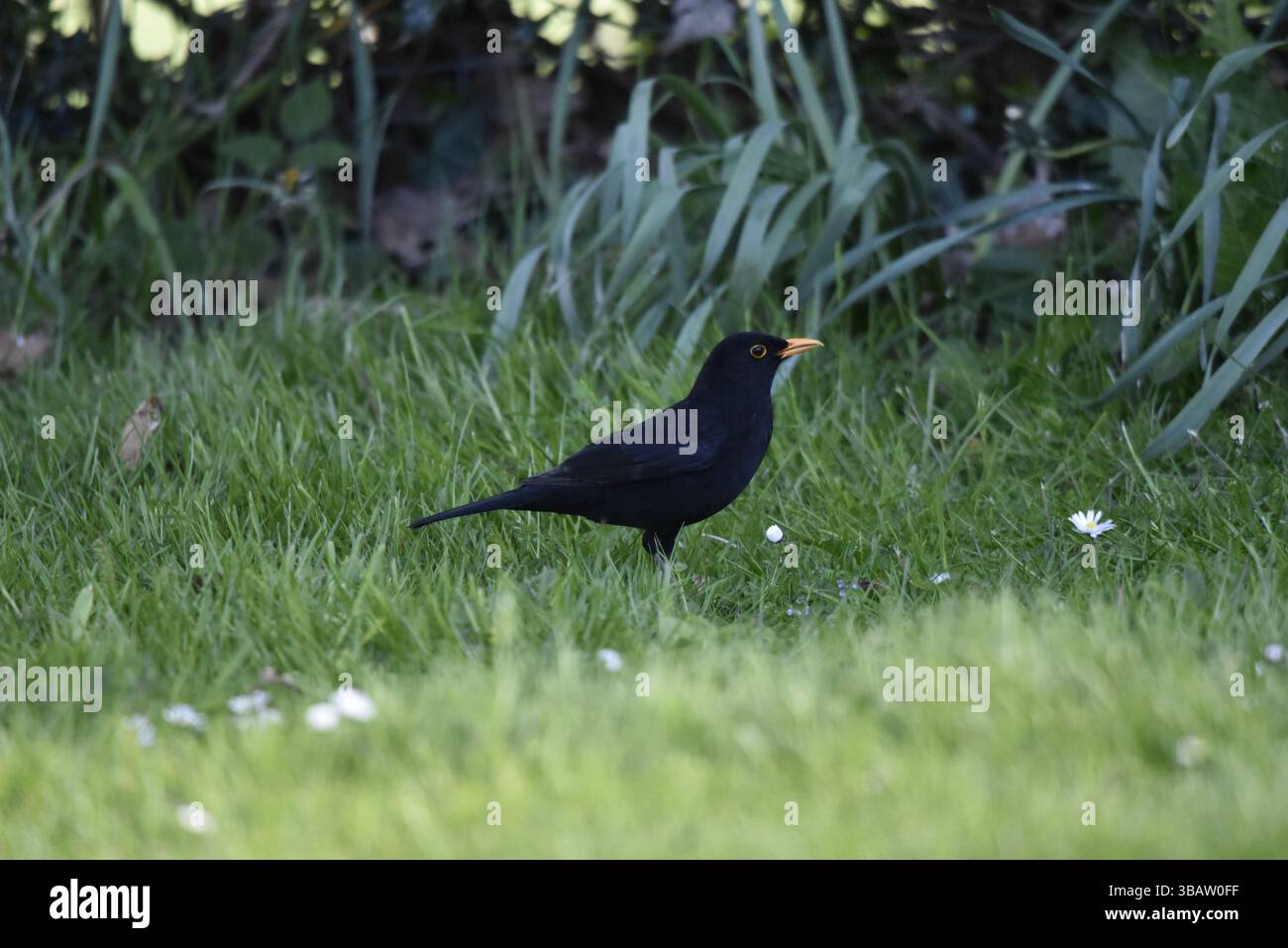Bild eines männlichen Schwarzvogels (Turdus merula) in Gras und Daisies vor Hedge-Hintergrund, aufgenommen im Frühjahr in Großbritannien Stockfoto
