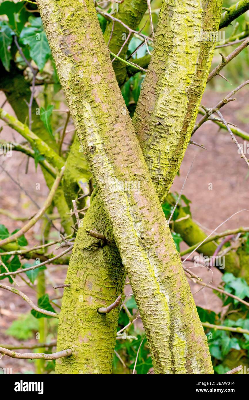 Nahaufnahme von zwei jungen Kirschbaumstämmen, die ineinander verflochten sind und die Form eines X.-Konzepts bilden - ein Kuss, eine Umarmung, Zweisamkeit, Nähe. Stockfoto