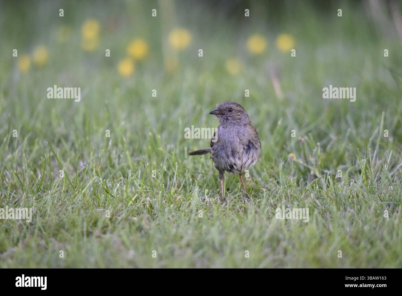 Porträt einer Dunnock-Kamera (Prunella modularis) von rechts im Bild, mit nach links gedrehtem Kopf, vor einem Hintergrund aus Gras und Buttercups Stockfoto