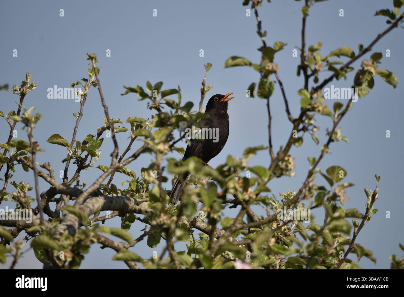 Männliche Schwarzvogel (Turdus merula) singt von der Spitze eines blühenden Birnenbaums, aufgenommen in Mitte von Wales, Großbritannien im Frühjahr Stockfoto