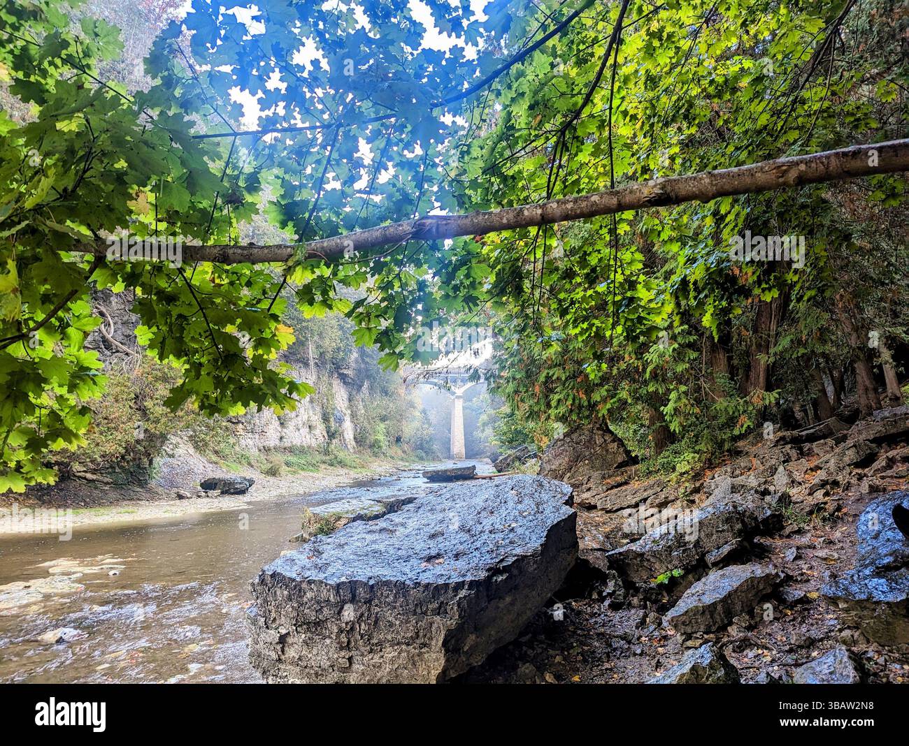 Felsiger Bach in der Waldschlucht mit überhängenden Ahornzweigen und Steinen, die eine ruhige Wildnisszene schaffen, ideal für Natur und Reisen. Stockfoto