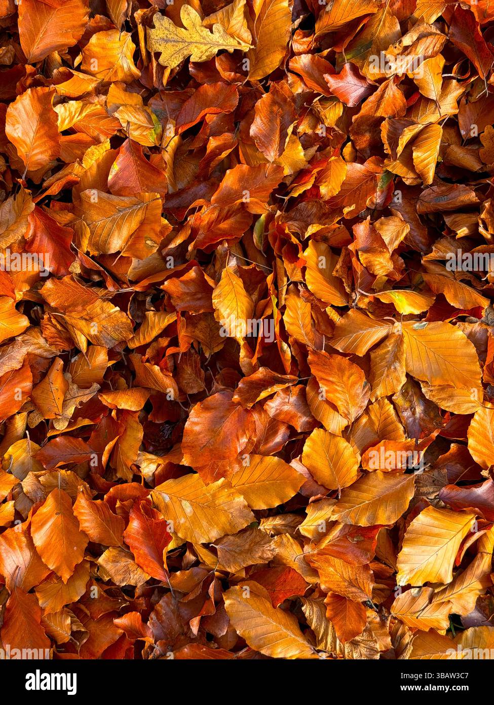 Hintergrund der knusprigen Herbstblätter Stockfoto