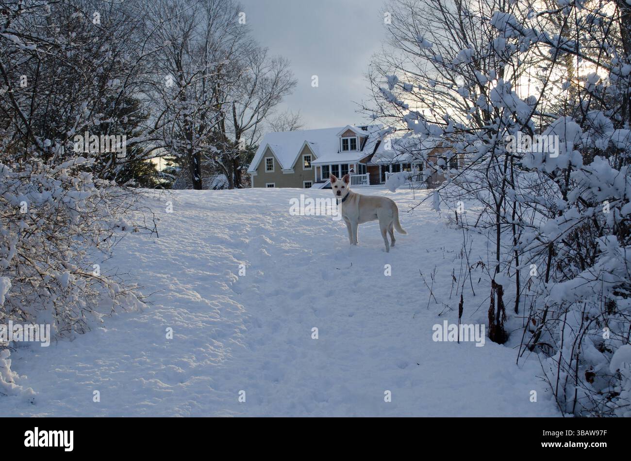 Der weiße Hund wartet auf einer Spur auf ihre Leute im Schnee in der Nähe des Hauses in der Dämmerung, Maine, USA Stockfoto