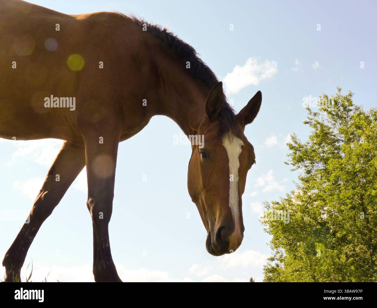 Ein Viertelpferd kommt nahe, um den Fotografen zu sehen - von oben aus betrachtet, Vermont USA Stockfoto