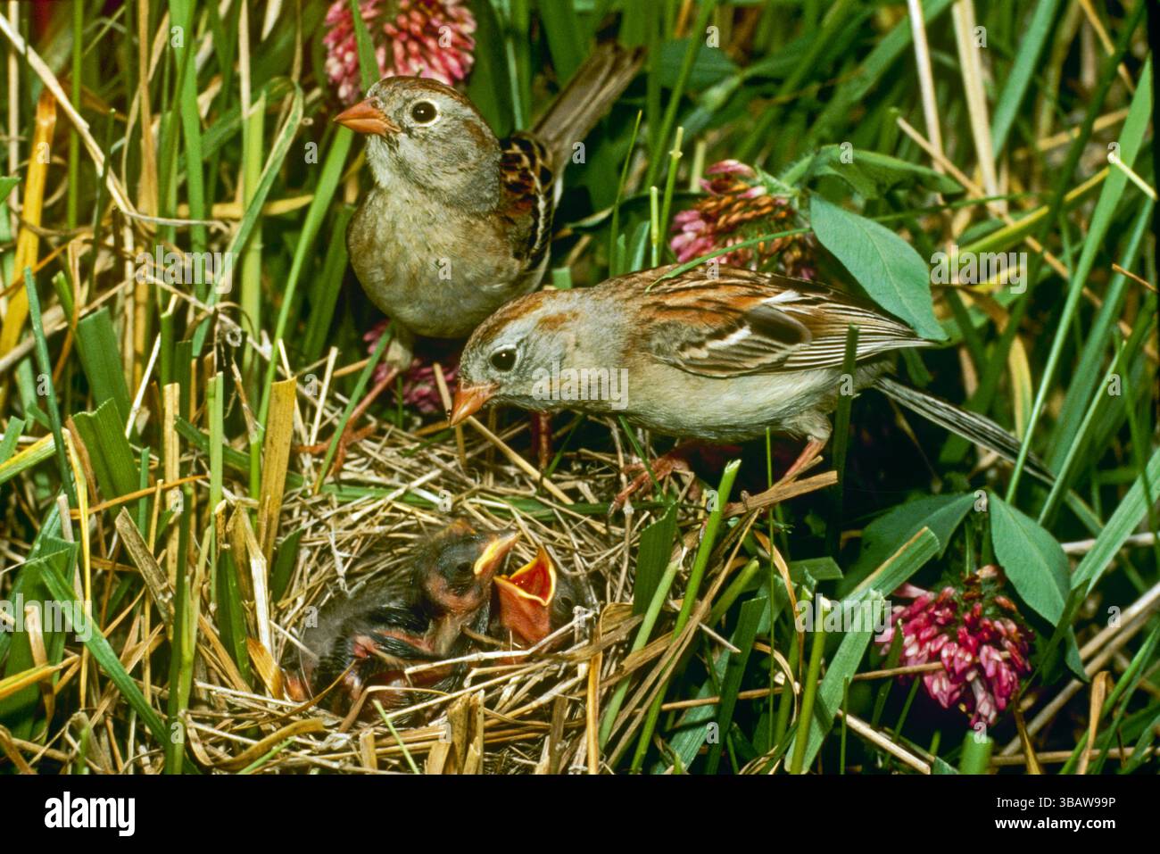 Feldsperling (Spizella pusilla) Eltern mit zwei hungrigen Babys im Nest zwischen Gras und Klee, Mittleren Westen der USA Stockfoto