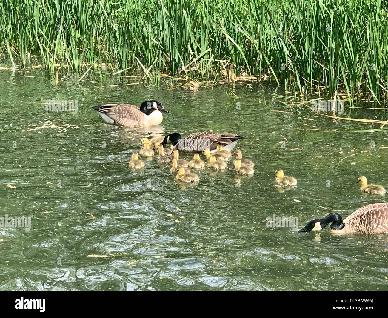 Gänse Kanadische Baby-Küken Enten Federn Wasser See schwimmen junger Fluss Kanal Schwimmen Essen Jagd spielen Sommer Junge Baby Babys spielen spielen - Smartphone-aufgenommenes Stockfoto