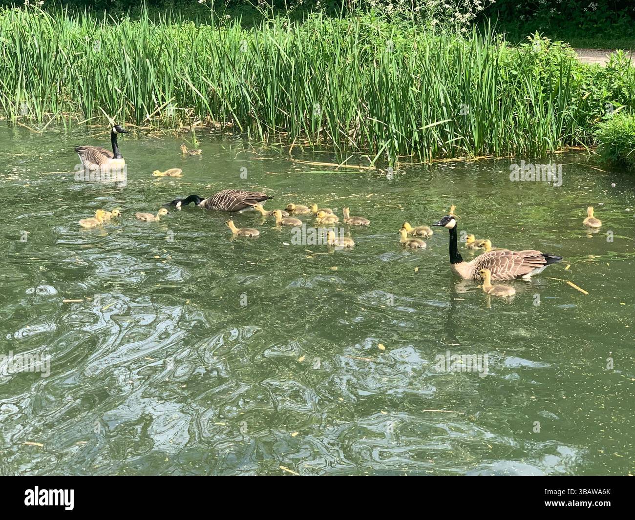 Gänse Kanadische Baby-Küken Enten Federn Wasser See schwimmen junger Fluss Kanal Schwimmen Essen Jagd spielen Sommer Junge Baby Babys spielen spielen - Smartphone-aufgenommenes Stockfoto