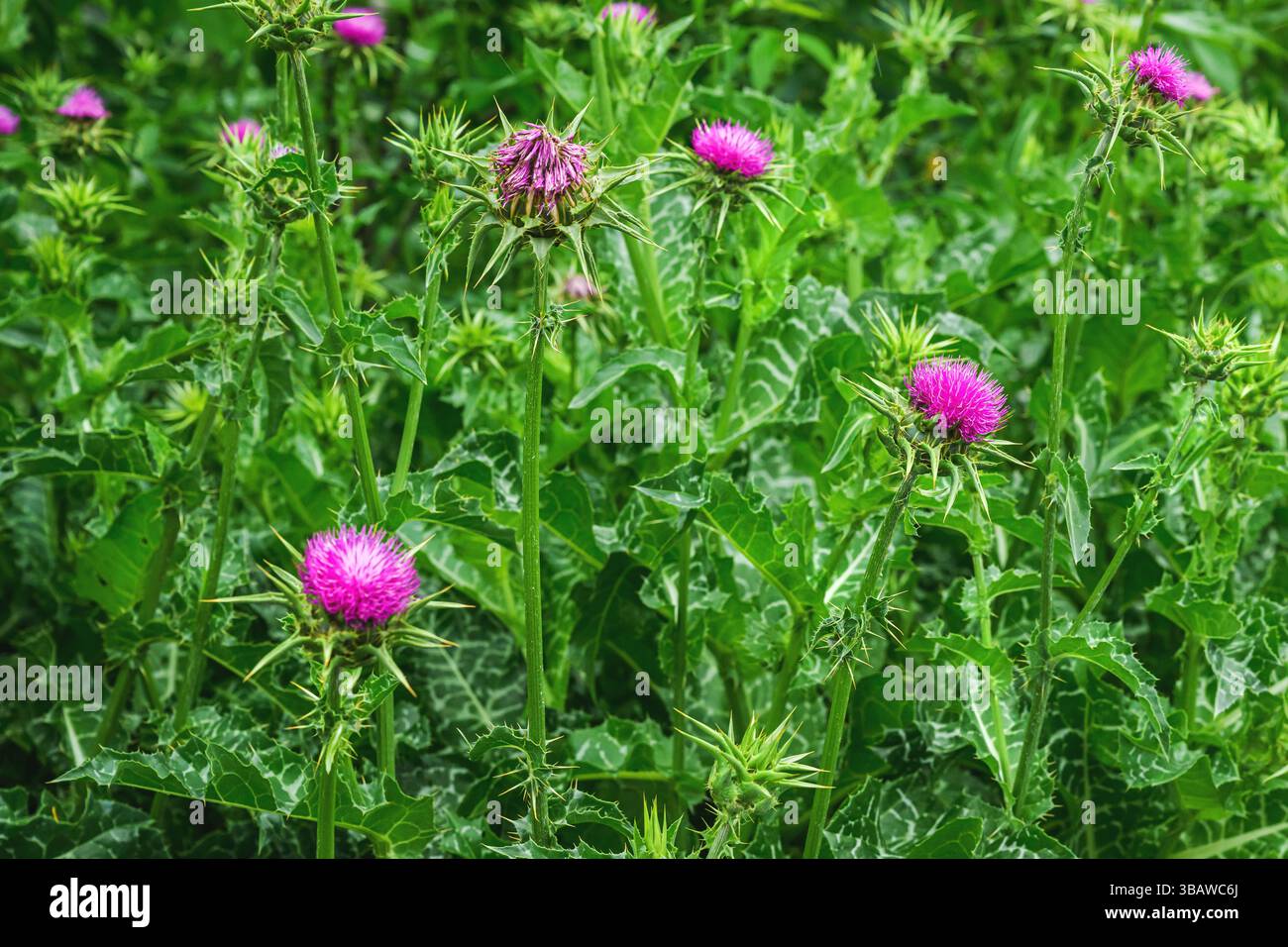 Mariendistel Unkraut Blumenkopf, Nahaufnahme. Lila blühende Mariendistel (Silybum marianum) oder unbebaute Pflanze Cardus marianus. Selektiver Fokus Stockfoto