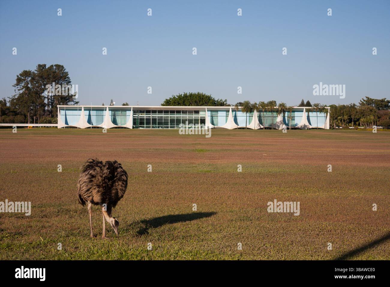 Eine ewu im Vordergrund, auf einem Feld von trockenem Gras. Im Hintergrund befindet sich die Palácio da Alvorada, die offizielle Residenz des brasilianischen Präsidenten Stockfoto
