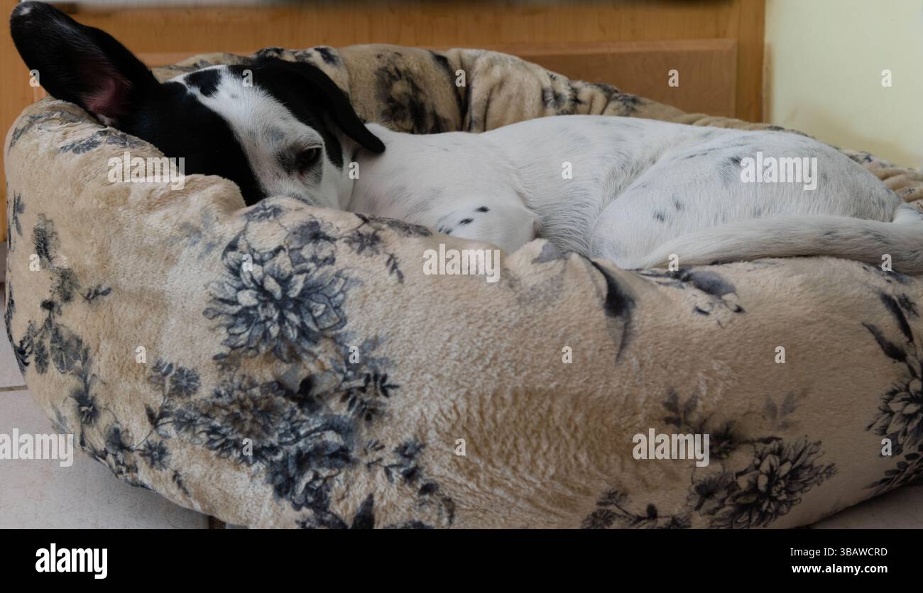 Niedlicher kleiner Mischlingshund, der in seinem neuen Hundebett schläft Stockfoto